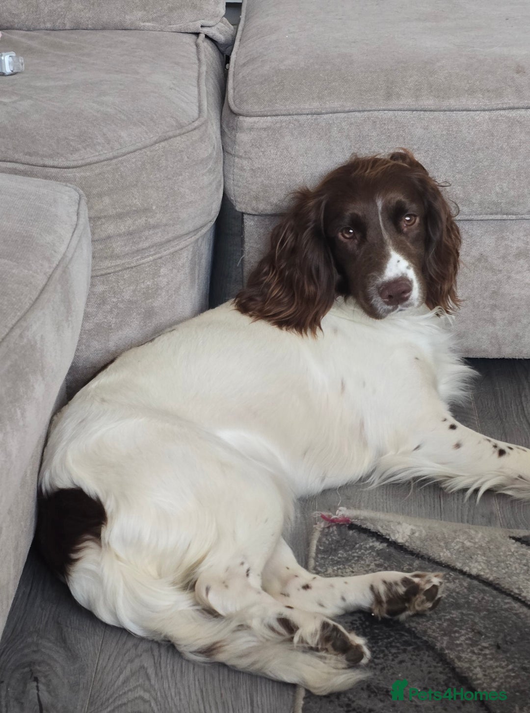 Mixed Breed dogs for sale: Beautiful springer Nala  - Image 1