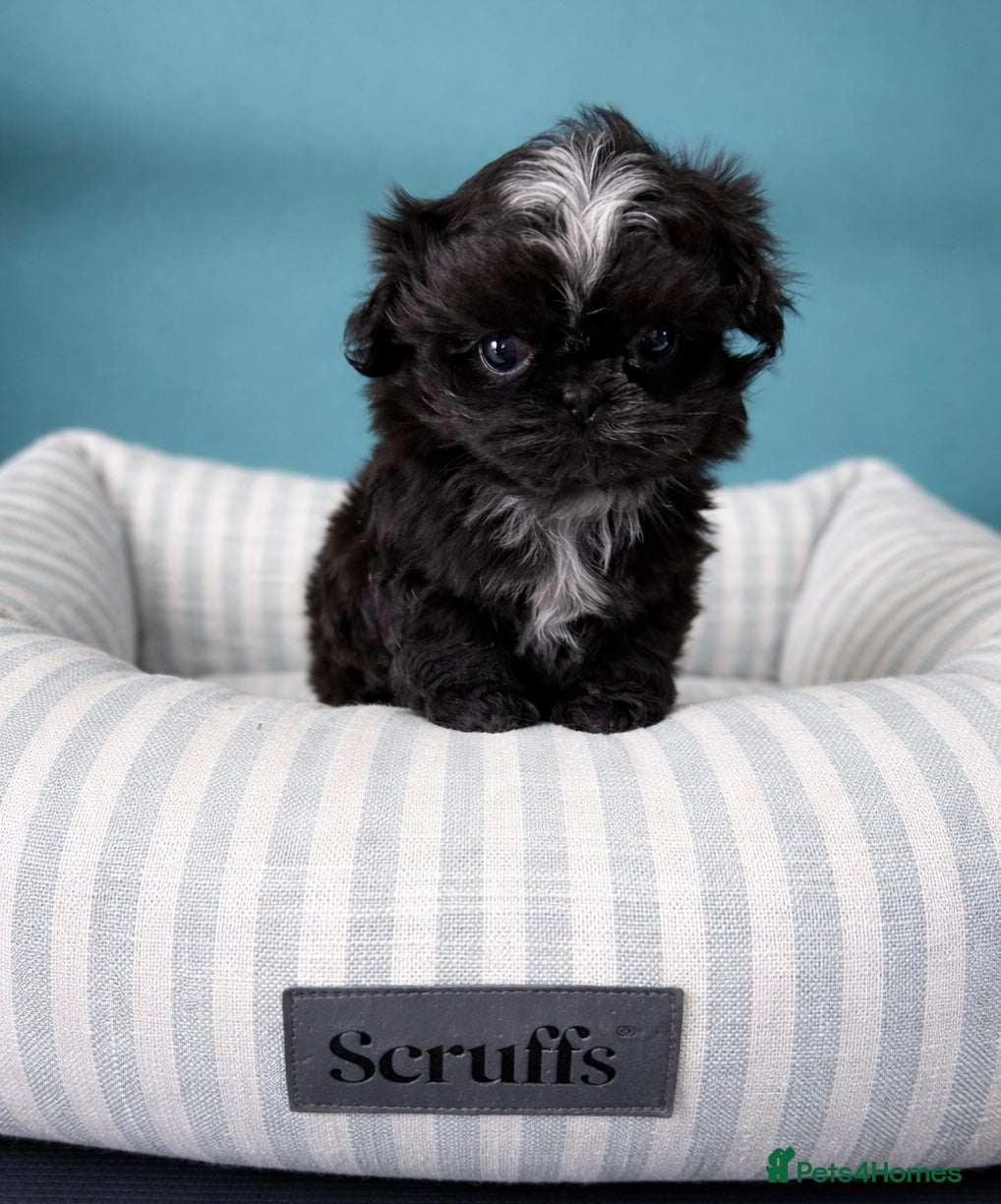 Shih Tzu dogs Beautiful Black Imperial Shih Tzu Girl Puppy - Advert 7