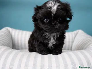 Shih Tzu dogs Beautiful Black Imperial Shih Tzu Girl Puppy - Advert 7