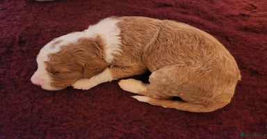 Double Doodle dogs - Advert 11