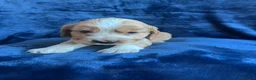 Cocker Spaniel dogs for sale: Show type KC reg health tested. Boys available  - Advert 5