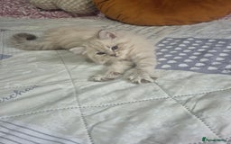 Siberian cats for sale: Pedigree Neva Masqurade/kittens - Image 6
