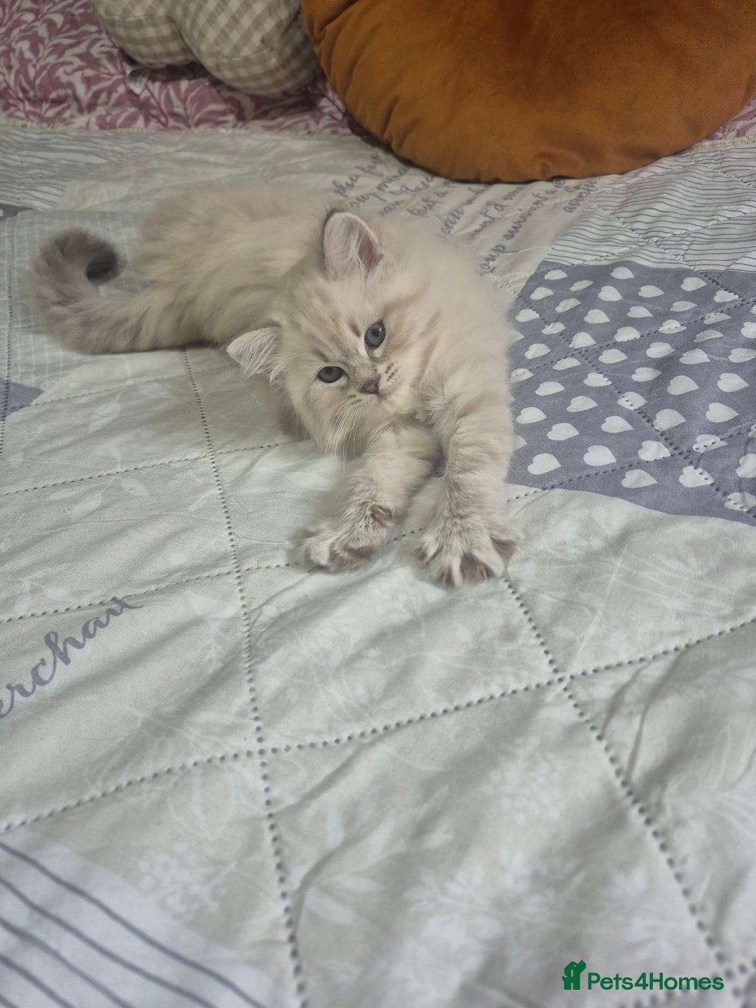 Siberian cats for sale: Pedigree Neva Masqurade/kittens - Image 6