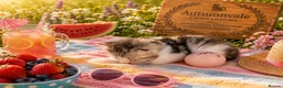 Siberian cats for sale: Ch. Sired Siberian Kittens - ready mid-September in Norwich - Advert 4