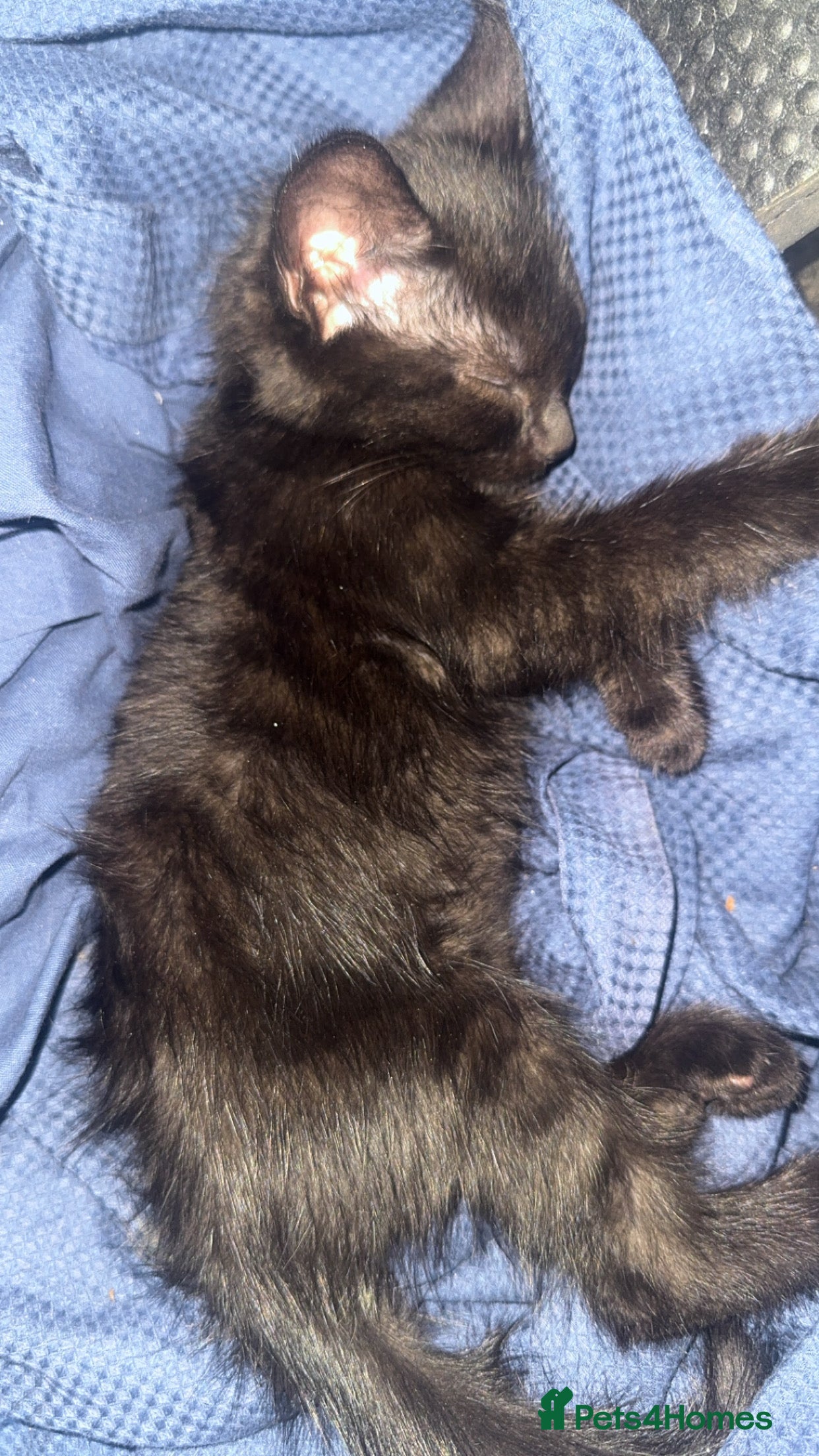 Mixed Breed cats READY TO LEAVE NOW ❤️Domestic short hair x ragdoll - Advert 1