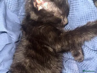 Mixed Breed cats READY TO LEAVE NOW ❤️Domestic short hair x ragdoll - Advert 1