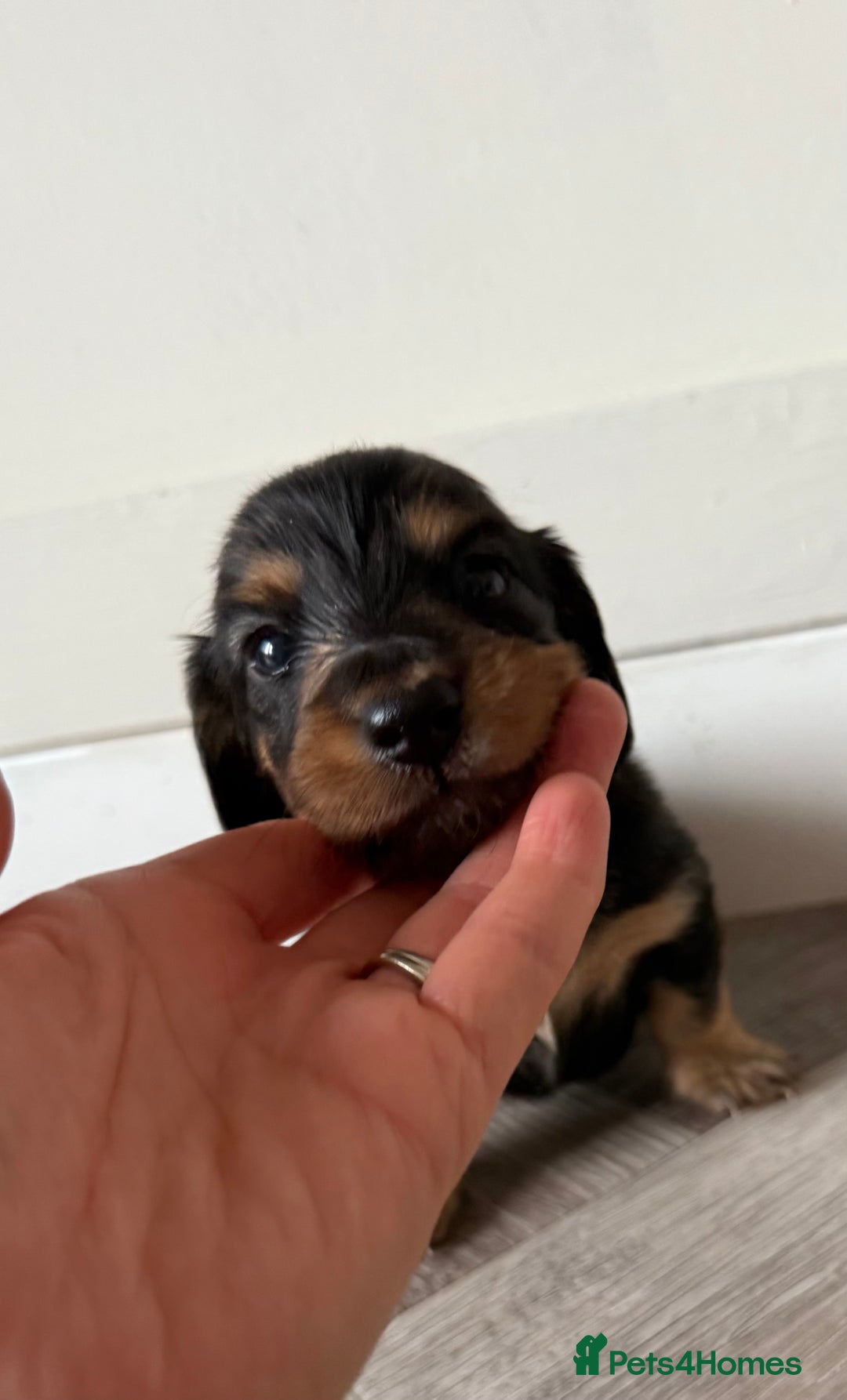 Miniature Dachshund dogs for sale: Long haired miniature dachshunds  - Image 9