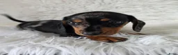 Miniature Dachshund dogs for sale: KC PRA CLEAR DAPPLE BOYS - Advert 11