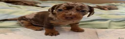 Miniature Dachshund dogs for sale: Beautiful Miniature Dachshunds  - Advert 5