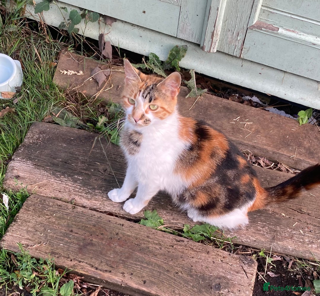 Mixed Breed cats for sale: Mancoon/calico tabby cross  - Image 5