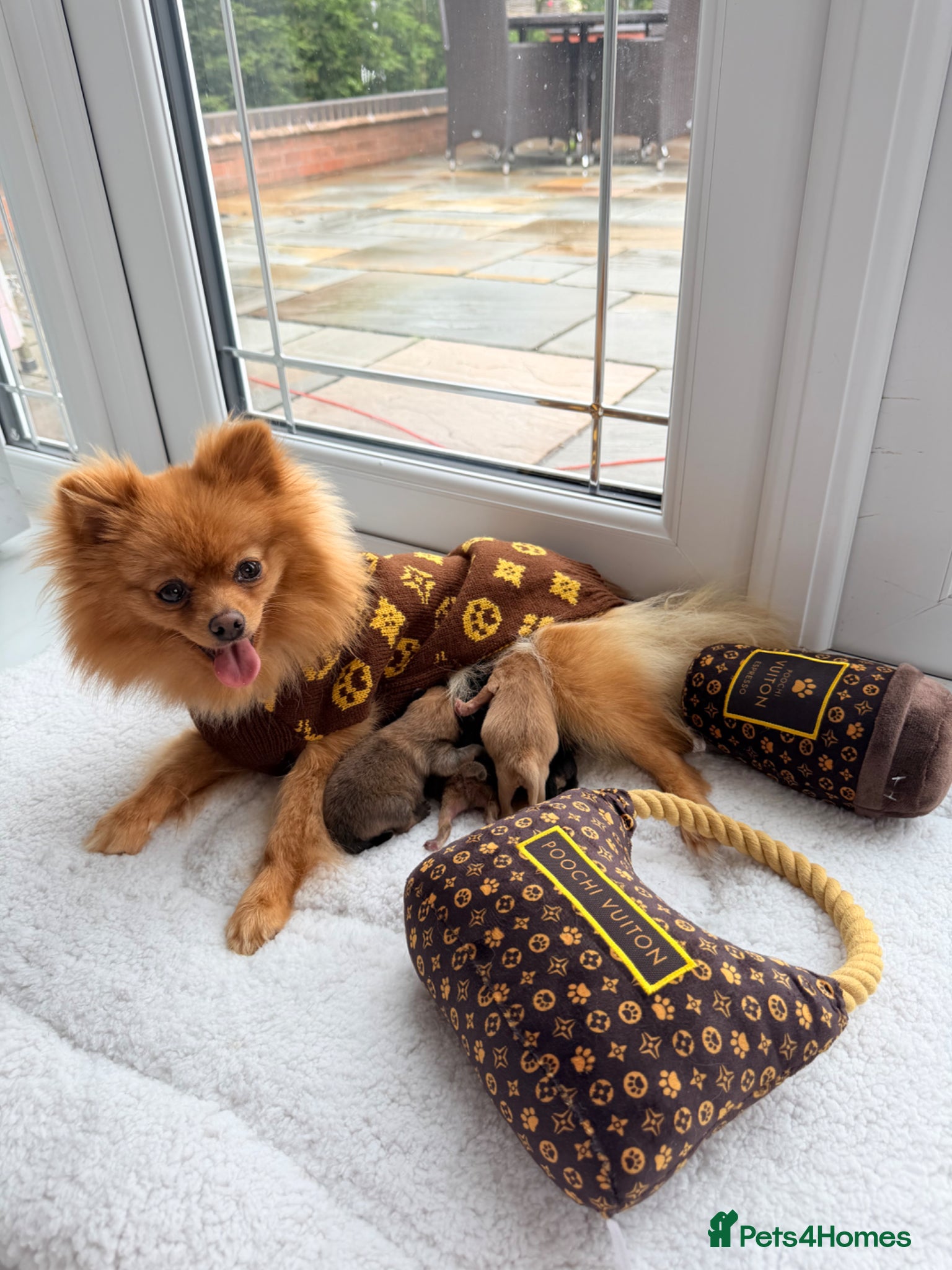 Pomeranian dogs for sale: 🫶🏽 5 BEAUTIFUL POMERANIAN PUPPIES 🫶🏽   - Advert 1