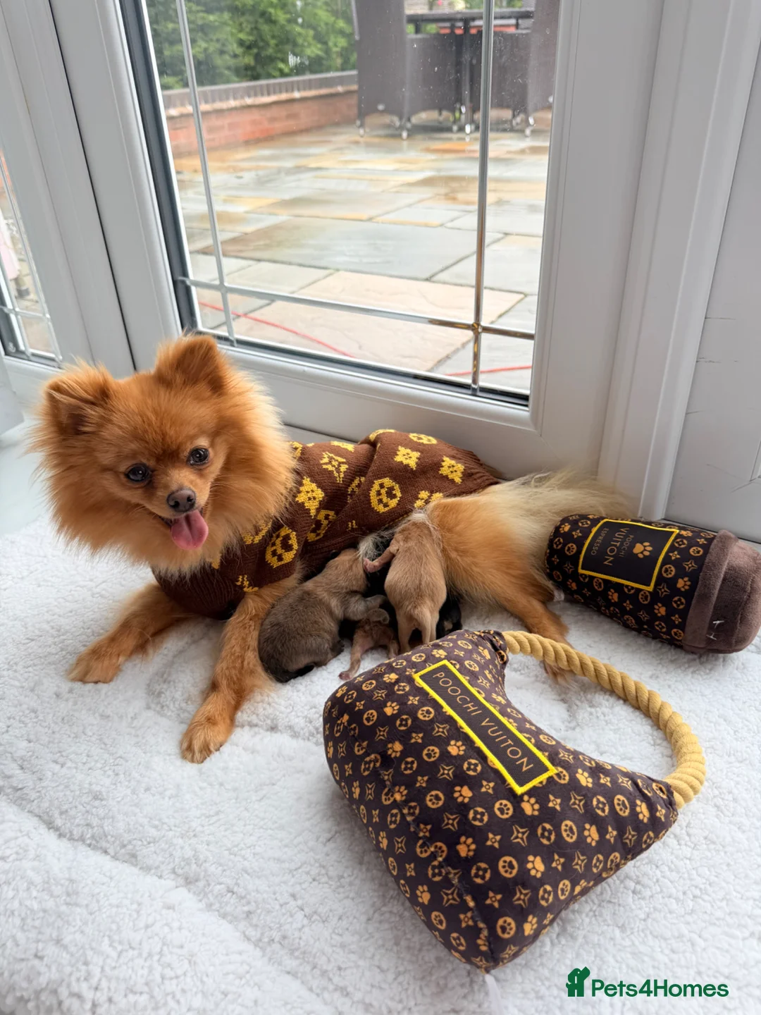Pomeranian dogs for sale: 🫶🏽 5 BEAUTIFUL POMERANIAN PUPPIES 🫶🏽   - Advert 1