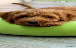 Labradoodle dogs for sale: Fully health tested Multigen puppies - Image 3