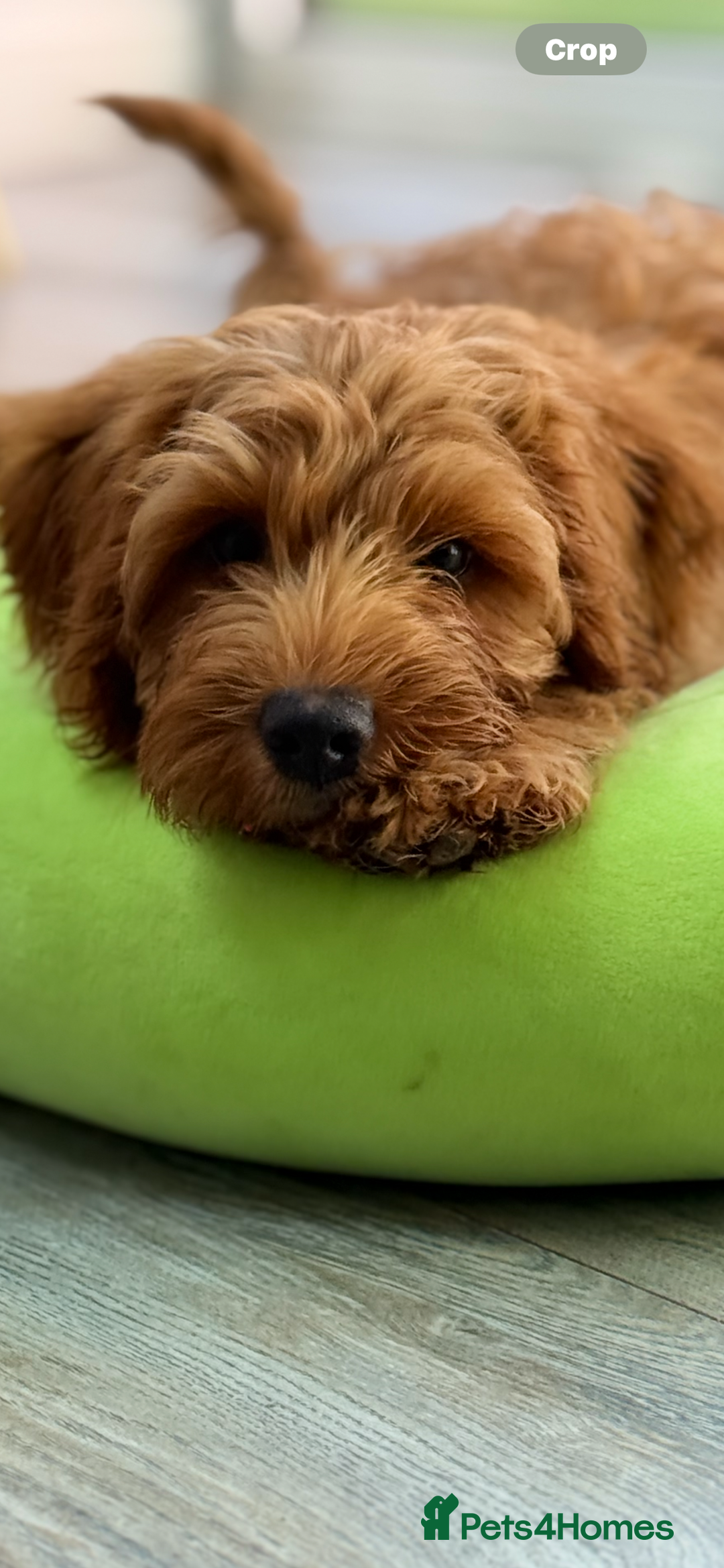 Labradoodle dogs for sale: Fully health tested Multigen puppies - Image 3