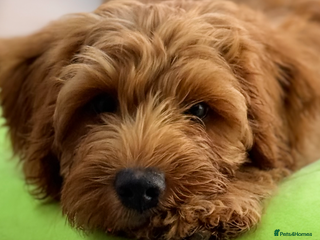 Labradoodle dogs - Advert 4