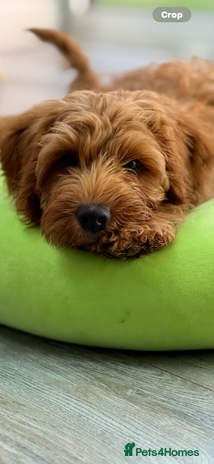 Labradoodle dogs - Advert 1