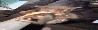 British Shorthair 3