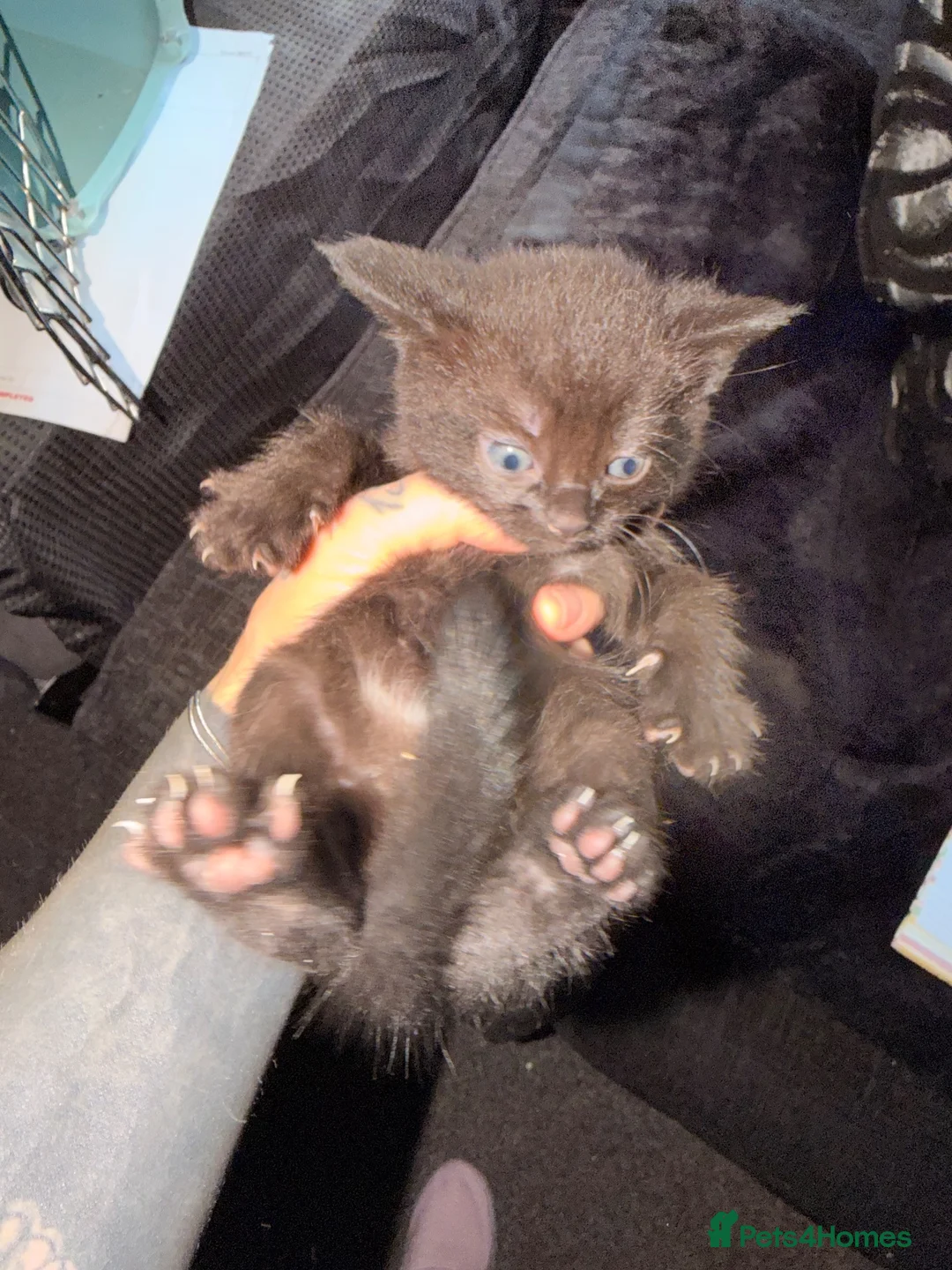British Shorthair cats for sale: *** Beautiful Kittens *** - Advert 13