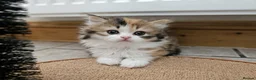 British Shorthair cats for sale: Beautiful British Shorthair & Longhair Kittens - Advert 6