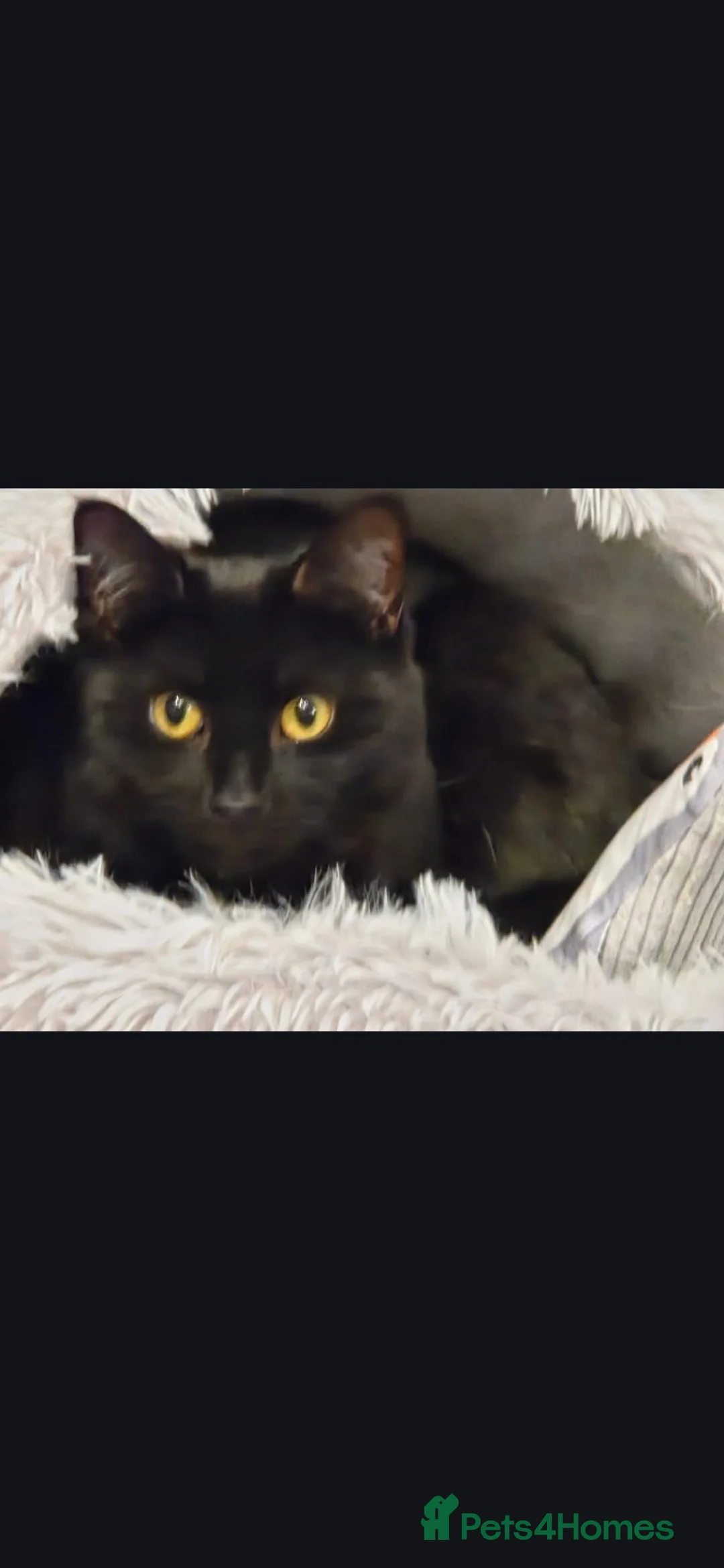 Mixed Breed cats for sale: Black female cat  in Bilston - Advert 2