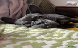 French Bulldog dogs for sale: Meet Zola 🐶  - Image 12