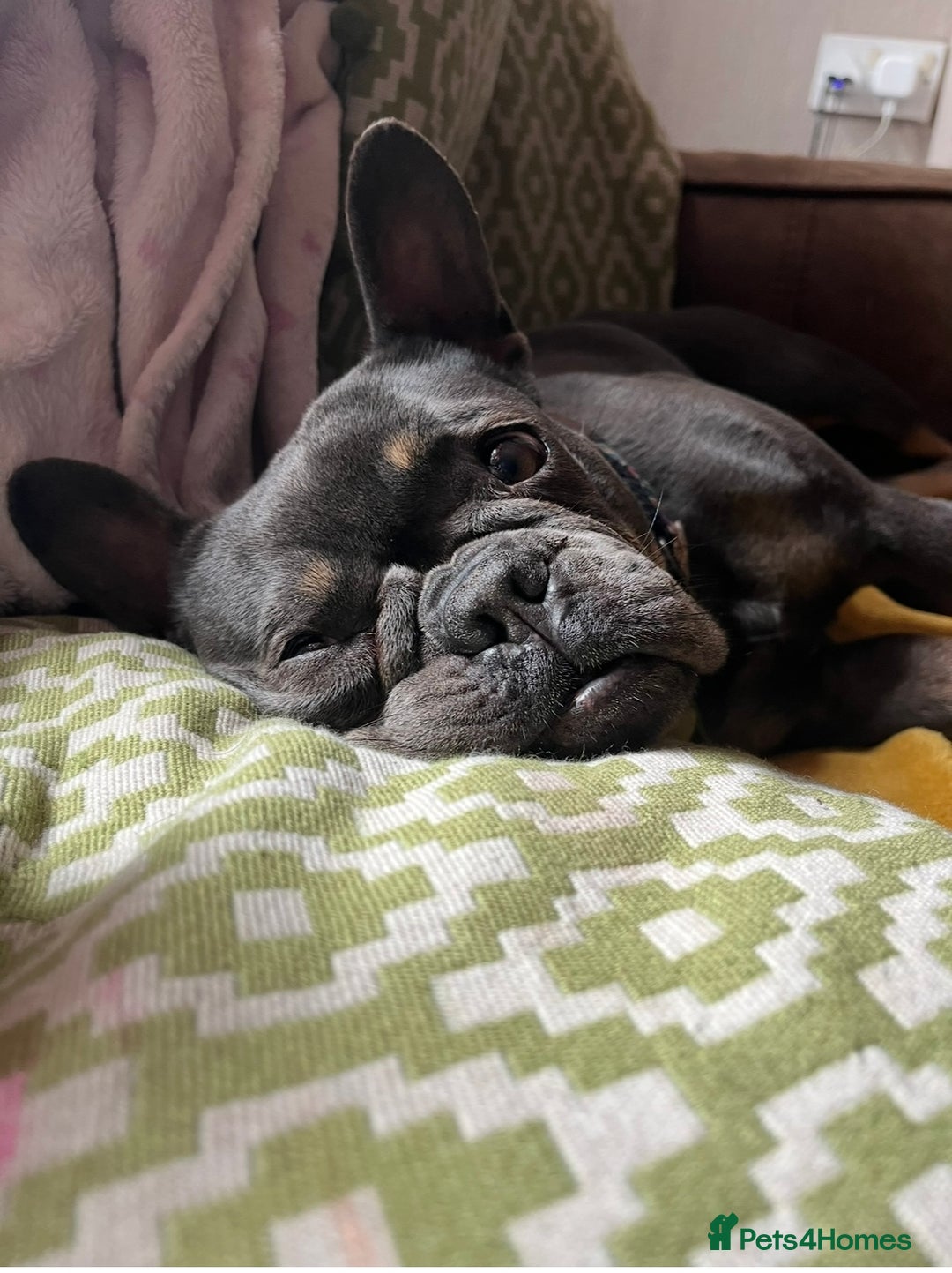 French Bulldog dogs for sale: Meet Zola 🐶  - Image 12