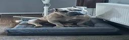 American Bully dogs for sale: Pocket bully male  in Leicester - Advert 1
