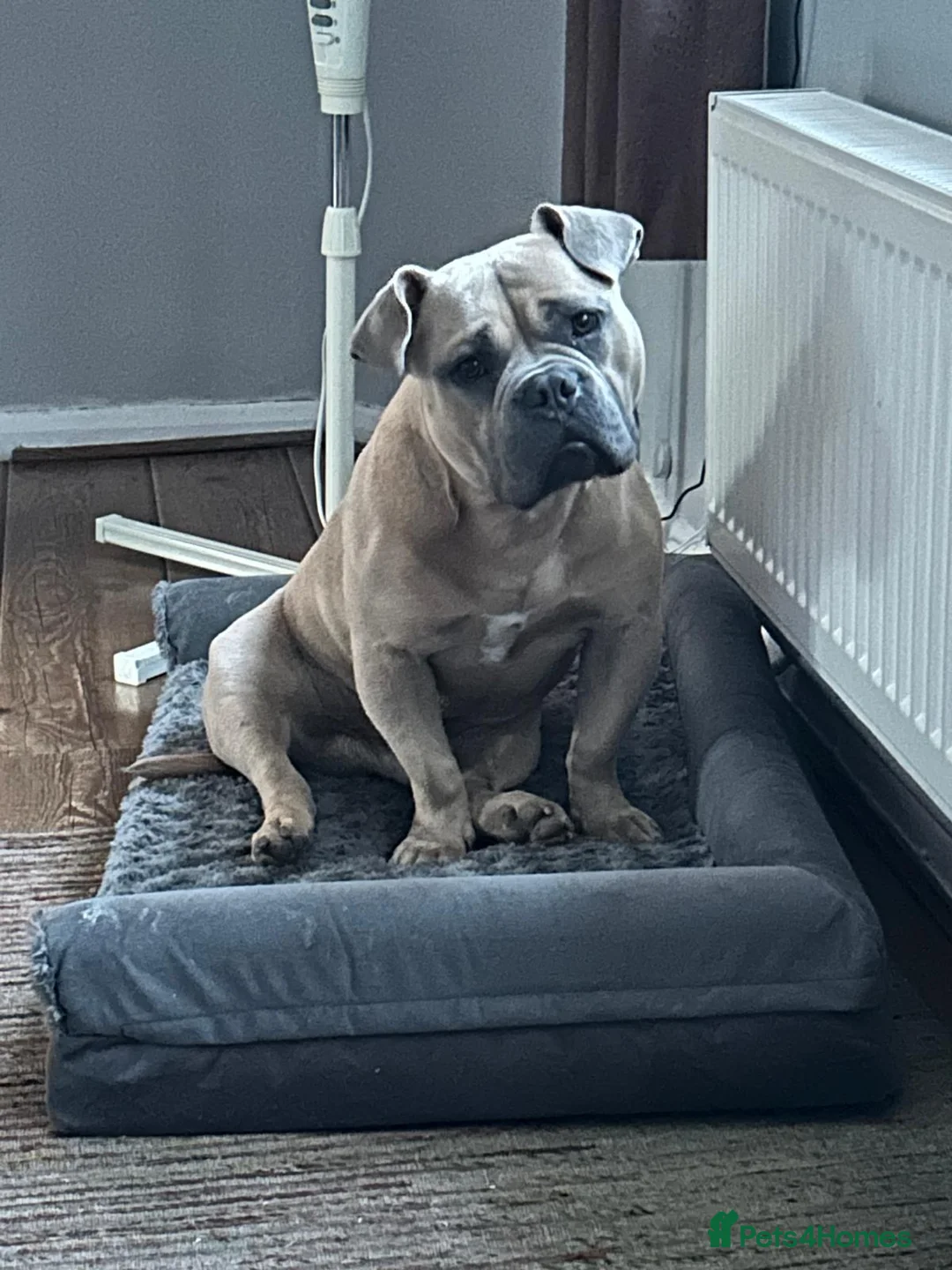 American Bully dogs for sale: Pocket bully male  in Leicester - Advert 1
