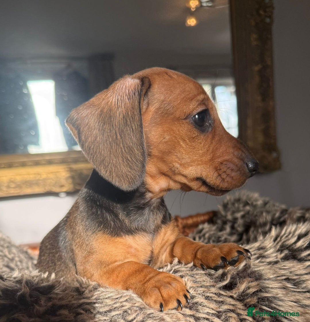 Miniature Dachshund dogs for sale: Beautiful Miniature Smooth Dachshunds  - Advert 15