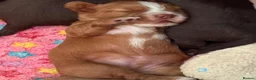Cocker Spaniel dogs for sale: (ALL BOYS) Beautiful Cocker Spaniel Puppies - Advert 3