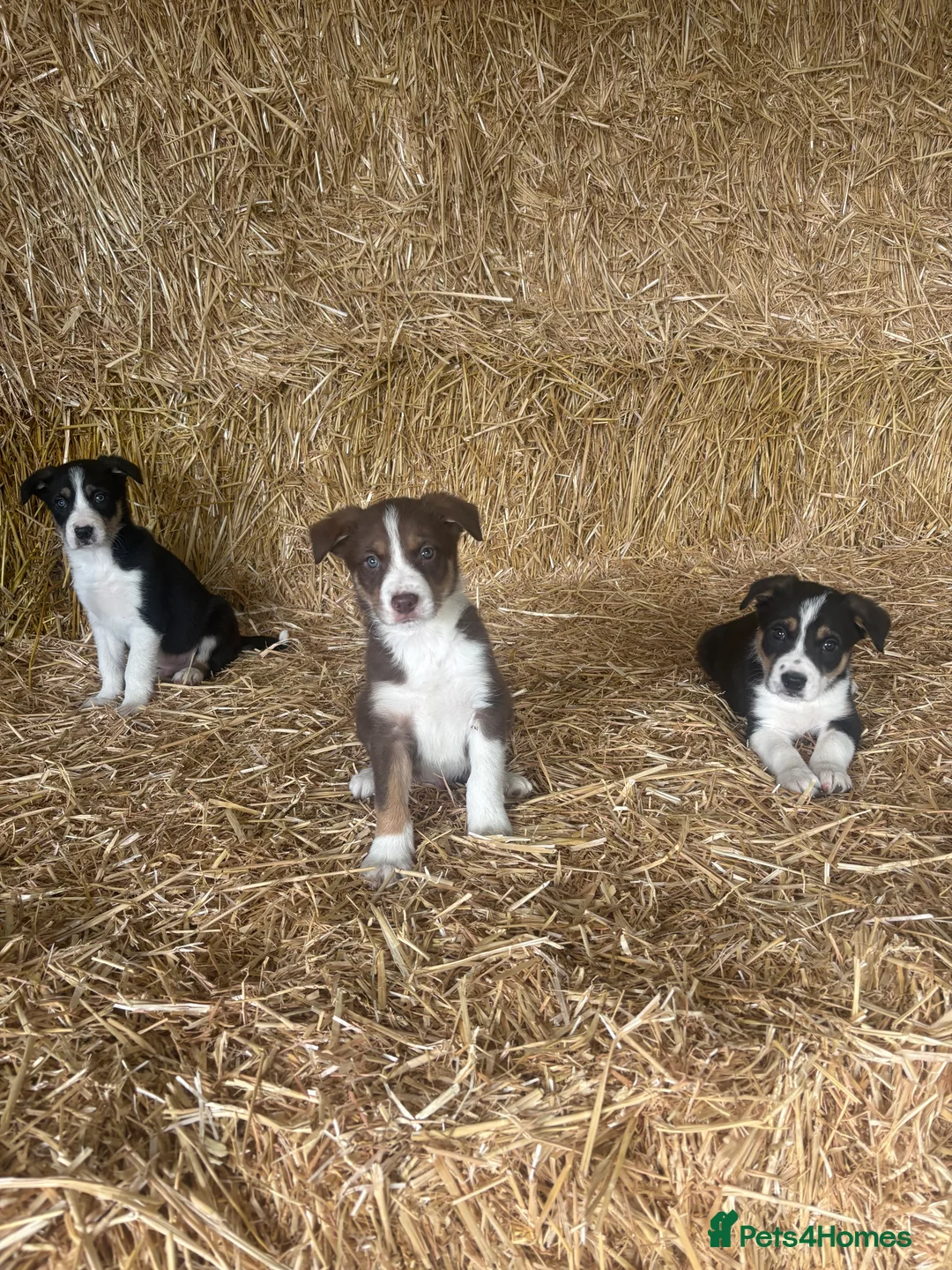 Border Collie dogs for sale: Border Collies Tri Coloured - Advert 1