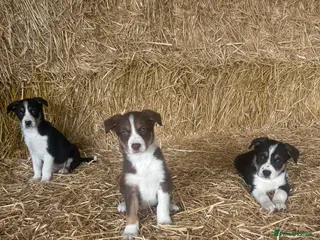 Border Collie dogs Border Collies Tri Coloured - Advert 5