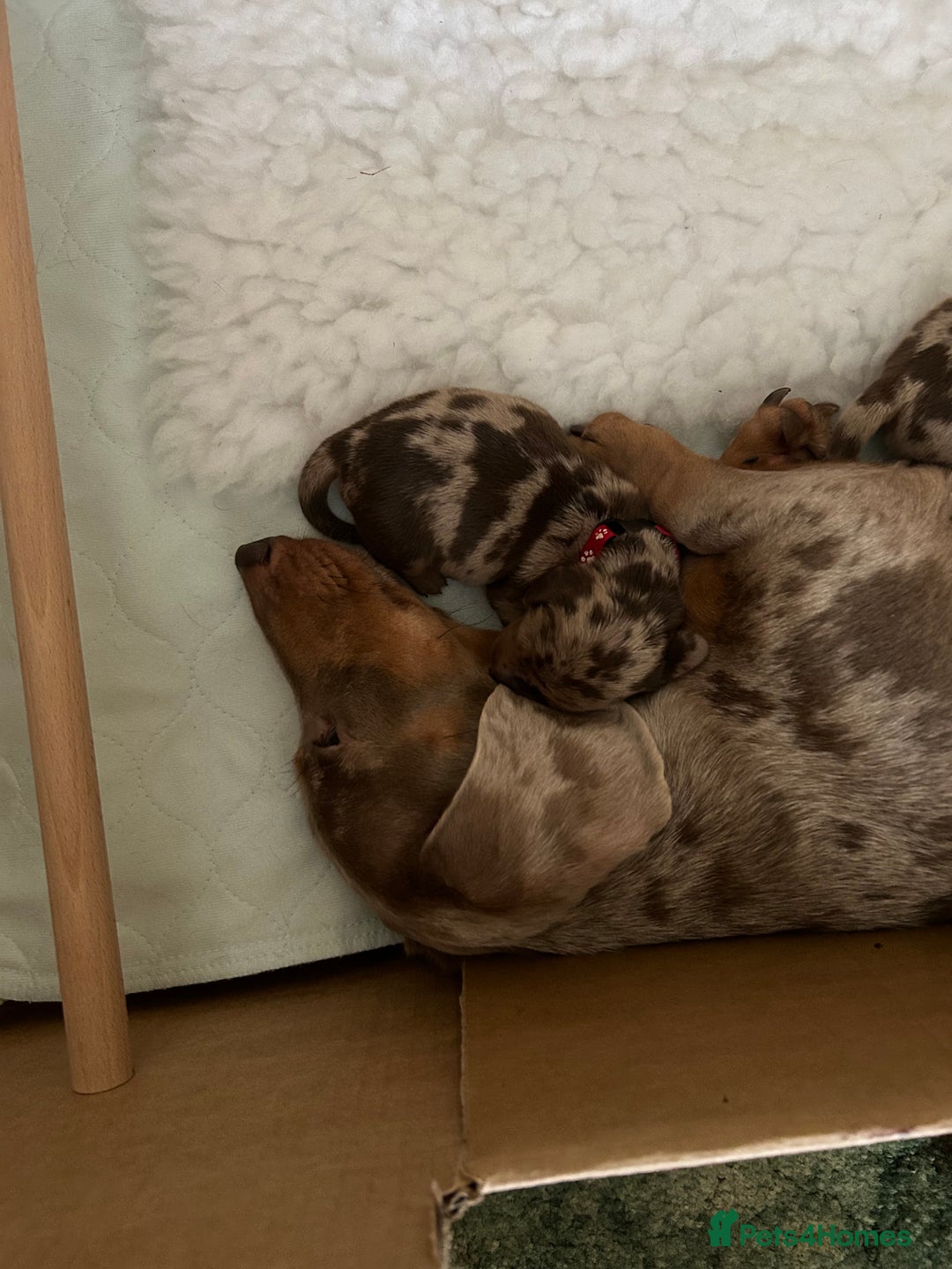 Miniature Dachshund dogs for sale: Beautiful miniature dachshunds - Advert 11