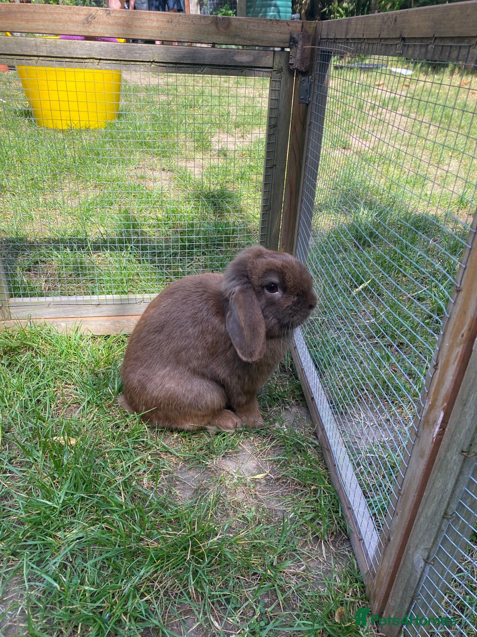 Mini Lop rabbits for sale: Proven Mini Lop Harlequin and Chocolate Bucks - Advert 5