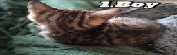 Mixed Breed cats for sale: Kittens ready to leave now in Weymouth - Advert 3