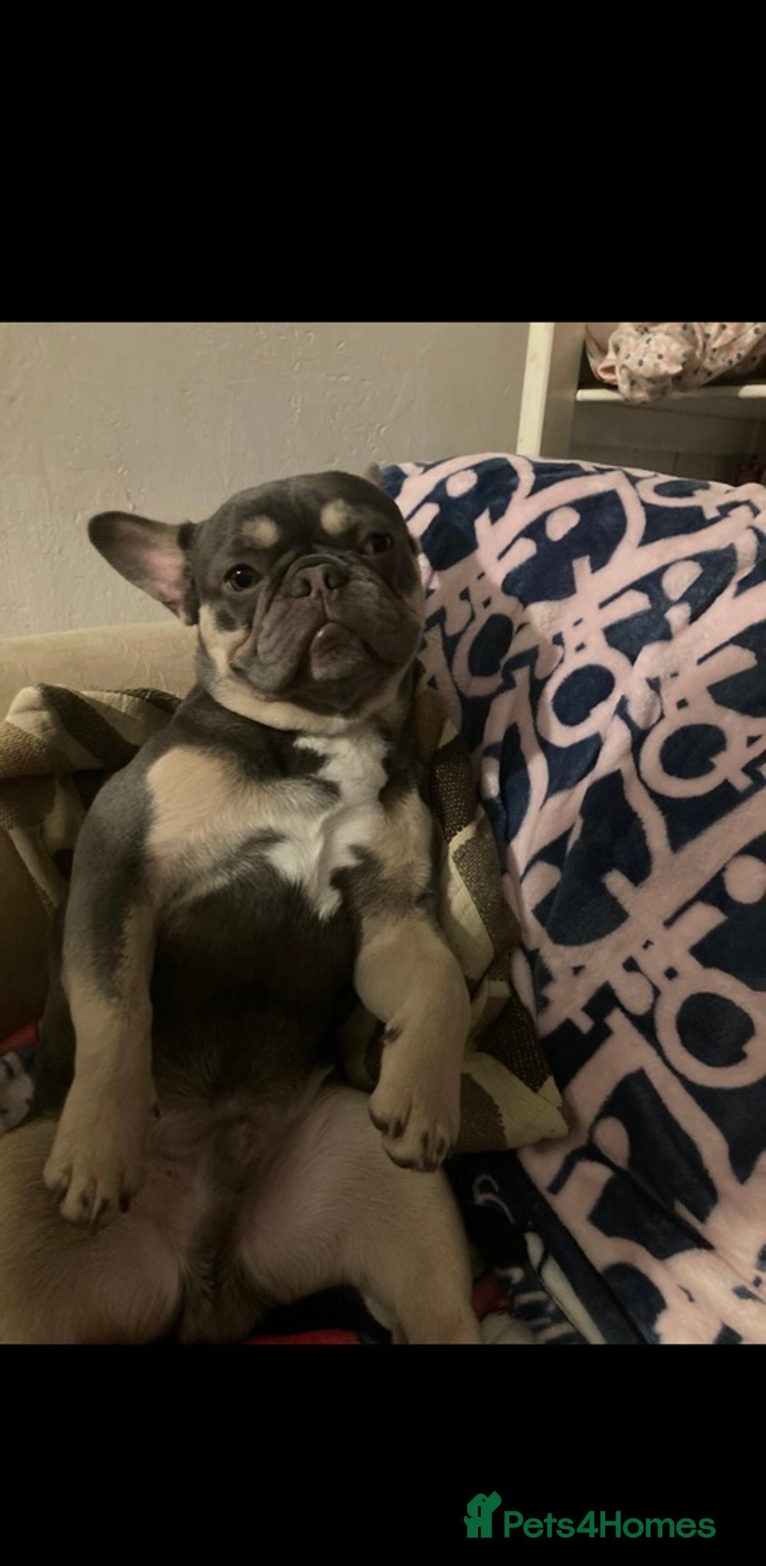French Bulldog dogs for sale: ** Last grey female for sale ** - Advert 3