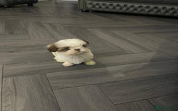 Shih Tzu dogs for sale: Orange and white imperial shih tzu - Advert 1