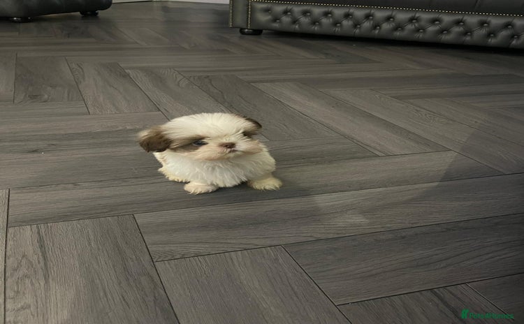 Shih Tzu dogs Orange and white imperial shih tzu - Advert 3