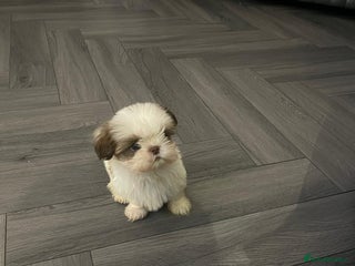 Shih Tzu dogs Orange and white imperial shih tzu - Advert 5