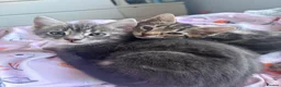 Mixed Breed cats for sale: Beautiful girl tabbies - Advert 25