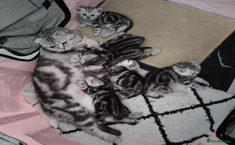 Scottish Fold cats - Advert 4