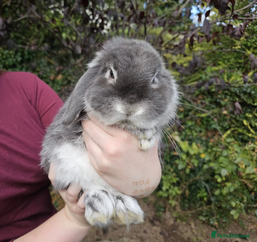 Mixed Breed rabbits for sale: Two lovely rabbits (mini lop / lionhead)  in Totnes - Advert 2