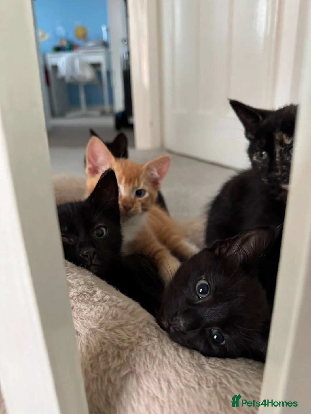 Domestic Shorthair cats for sale: Adorable Female Kittens Looking for a Loving home - Advert 2