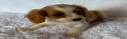 Cavalier King Charles Spaniel dogs for sale: Beautiful King Charles puppys in Stafford - Advert 8