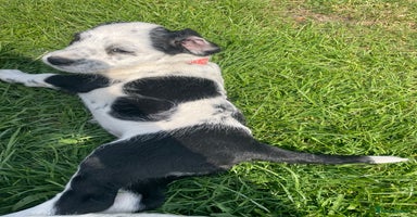 Mixed Breed dogs - Advert 1