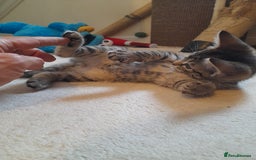 Mixed Breed cats for sale: Kittens available  - Image 12