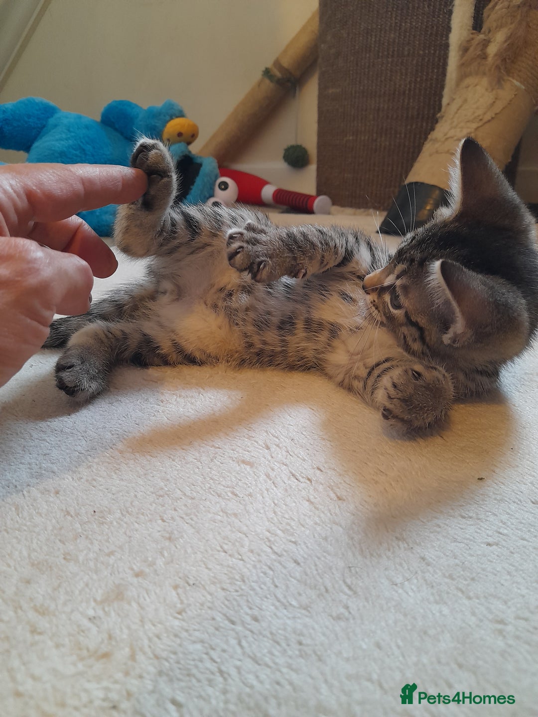 Mixed Breed cats for sale: Kittens available  - Image 12
