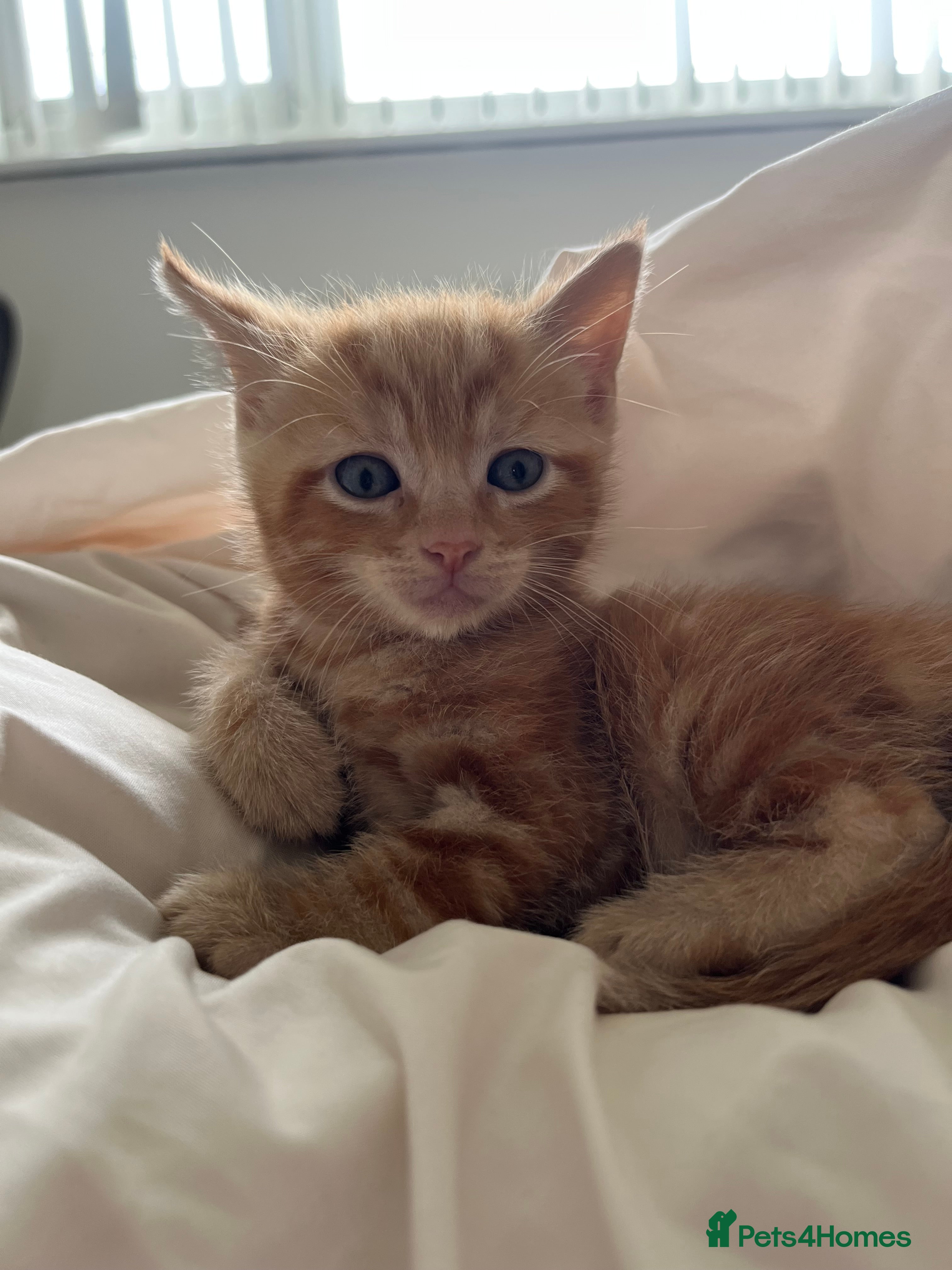 Mixed Breed Kitten 2