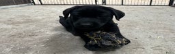 Labrador Retriever dogs for sale: READY NOW - Labrador Retriever- just one black boy - Advert 4
