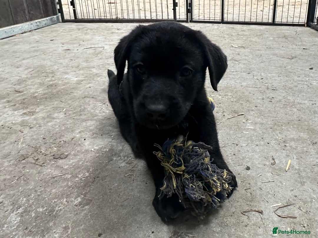 Labrador Retriever dogs for sale: READY NOW - Labrador Retriever- just one black boy - Advert 4